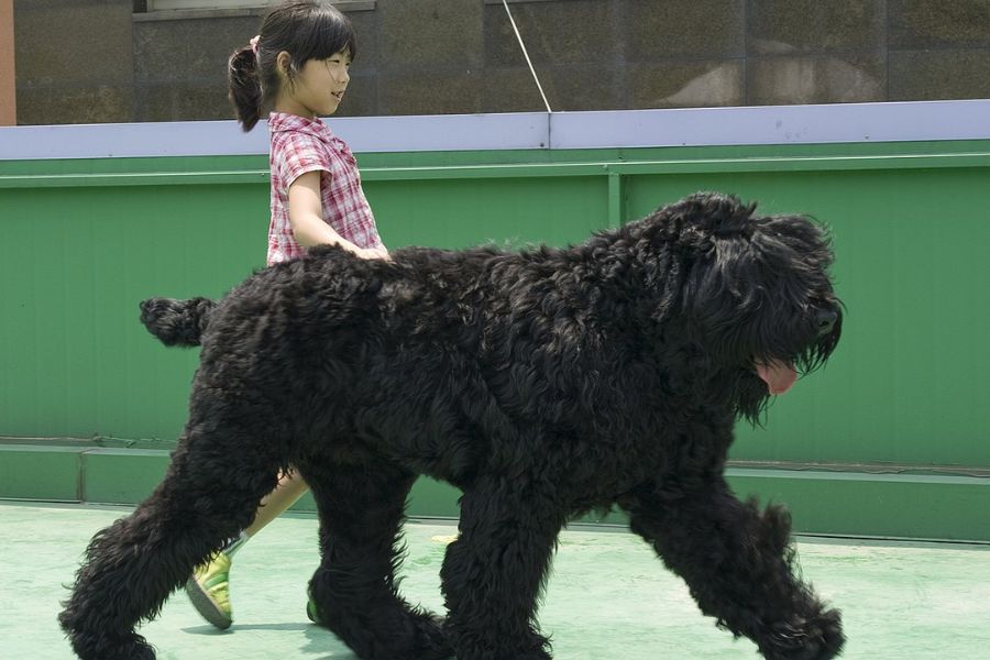 young girl waking her dog